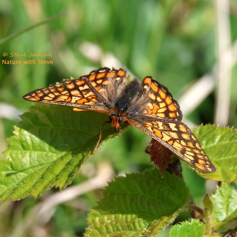 Photo of a Marsh Fritillary (Euphydryas aurinia) perched on a Bramble leaf, with more Bramble leaves below and, out of focus in the background, grasses and plant stems. The butterfly is facing towards us and slightly to our left, with wings fully open; we are looking a little from above and so we see the face, the upper side of the body, and the upper sides of the wings (at an angle). The wings are patterned with a patchwork of orange and tawny yellow blobs enclosed with brown lines and bands of varying thickness. The head and body are hairy and mostly dark brown, but the face and the ‘shoulders’ are more of a reddish-brown. The antennae have thin bands of dark brown and orangey-yellow along their length; the thicker tips are an orangey-yellow colour.