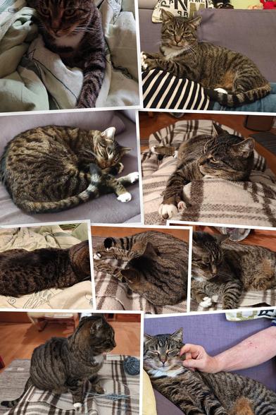 Collage mit Fotos von Kater Boomer