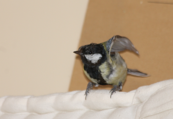 eine junge Kohlmeise sitzt auf einem hellen Kissen.  Sie hat einen breiten schwarzen Strich auf der Brust, es ist also ein Männchen.
Es will gleich abfliegen und hat schon die Flügel gehoben.
Der Hintergrund ist zweifarbig, links ein helles Gelb, rechts ein Beige-Braun.