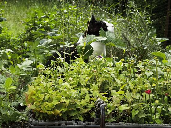 Tuxedo tomcat Mica sitting in the strawberry plant's