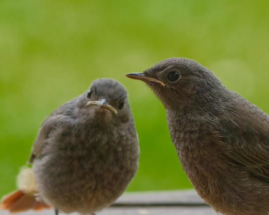 Two juvenile black redstarts 
Looking a little bit angry