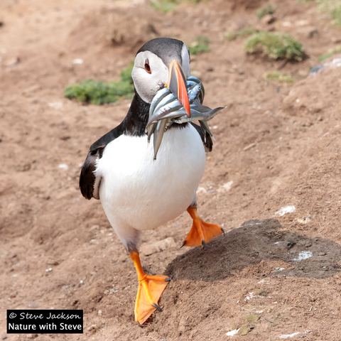 A Puffin (Fratercula arctica), with around a dozen Sand Eels in his or her beak. The bird is short and stocky; the top of the head, the neck, the back, the wings and the tail are black, while the sides of the face, the chest and the belly are white. The beak, which is much taller than it is broad, is blue near the base and red towards the pointed tip, with yellowish lines around the blue part and within the red part. The short legs and the webbed feet are orange. The bird is walking towards us and slightly to our right, across sandy soil on which there are a few small patches of green leaves, and quite a few small whitish patches – Puffin poop!