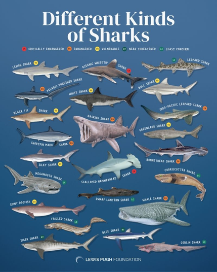 Sharks have been evolving for over 400 million years – no wonder they’re all so different!

This poster shows just a few of the 500+ species of cartilaginous fish we call sharks