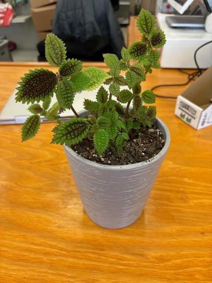 Pilea Moon Valley