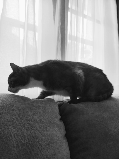 Black and white photo of a grey tabby cat walking across the top of a couch with sunlight curtains behind them.