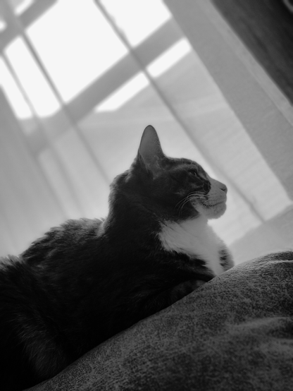 Black and white photo of a grey tabby cat sitting on top of a couch with sunlight curtains behind them.