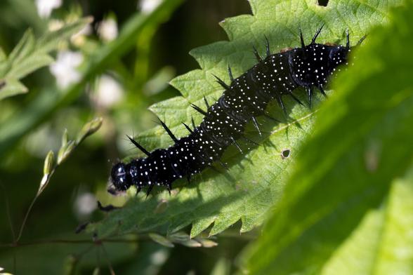 Auf einem grünen Blatt der Brennnessel krabbelt eine ca. 5cm lange schwarze Raupe. Sie hat ringsum Stacheln und viele kleine weiße Punkte.