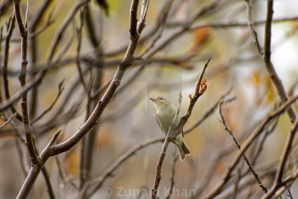 Warbling Vireo bird perched on a tree branch.