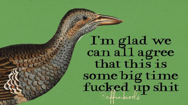 A painting of a bird beside the text "I'm glad we can all agree that this is some big time fucked up shit"