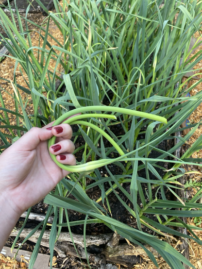 Three garlic scapes harvested in front of a garlic bed