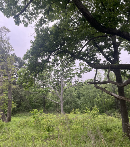 Yet more trees