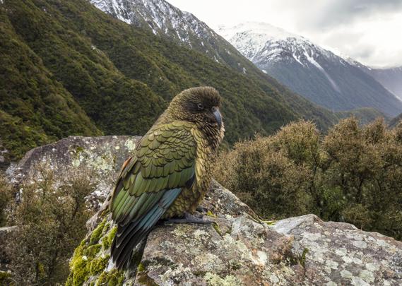 A kea, New Zealand’s alpine parrot, perched on a mossy rock in Arthur's Pass. Its olive-green feathers with bright orange underwings and blue flight feathers contrast against the rugged mountain backdrop, with snow-capped peaks and dense forested slopes under a cloudy sky.

