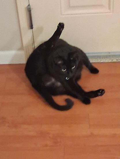 A black cat with her back right leg hiked up over her head as if she's trying to get in some sort of yoga position.