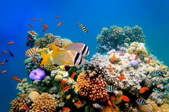 Coral reef & colourfull fish.