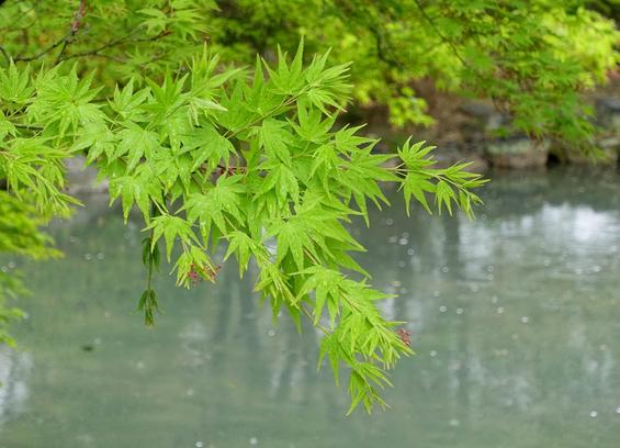A rainy day and the green maple leaves pop with colour.