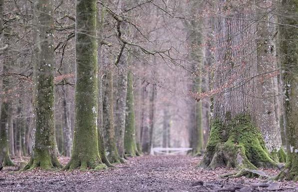 forêt