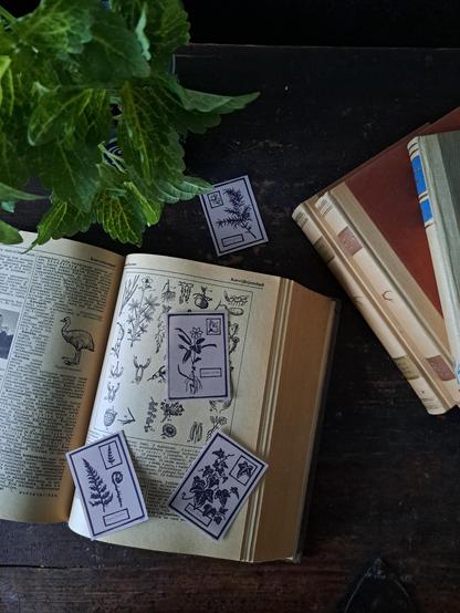 A photo of an old open book with botanical illustrations. On top and around of the open book are light brown stickers with black botanical illustrations from my original lino cut prints.