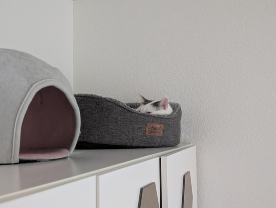 Very sleepy cat, looking VERY annoyedly out of her bed.