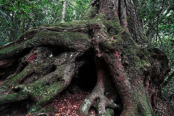 A very large thick trunk with meandering roots all around in Laminton National Park Qld Australia 