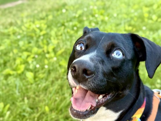 Bubbles the dog, smiling at the camera on an early summer morning at the dog park.

We’ve had some rain recently and the grass in the background looks particularly lush.