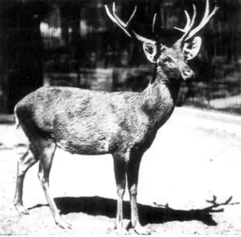 Eine der wenigen Fotografien des ausgestorbenen Schomburgk-Hirsches. Das Bild wurde 1911 von Lothar Schlawe im Zoologischen Garten in Berlin aufgenommen. 