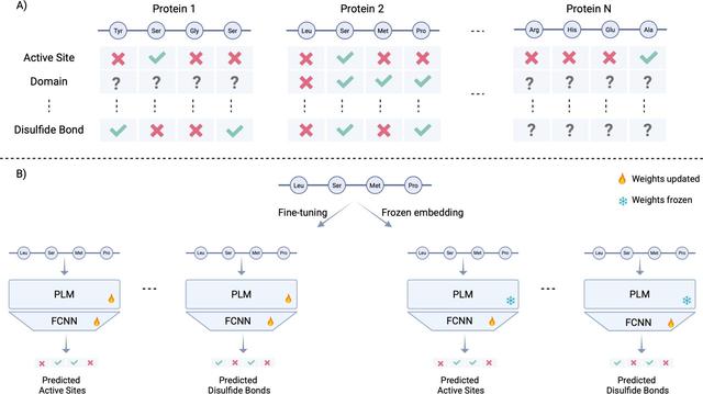 Fine-tuning protein language models to understand the functional impact of missense variants. Computational and Structural Biotechnology Journal, DOI: https://doi.org/10.1016/j.csbj.2025.05.022