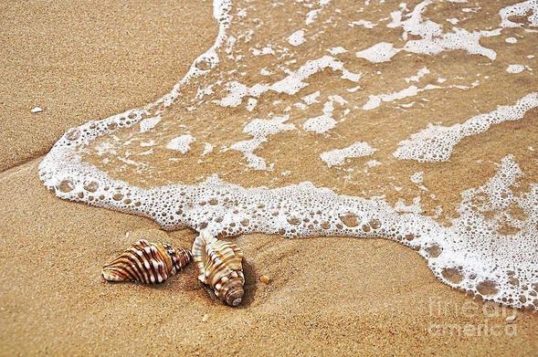 **ACHIEVED 2ND PLACE IN FAA CONTEST - "Lace" November 2019
**ACHIEVED EQUAL 3RD PLACE IN FAA CONTEST - "Beach Photography - Photographs Only" June 2017
**ACHIEVED EQUAL 2ND PLACE IN FAA CONTEST - "Seashells and the Seashore January Logo Contest" December 2016
**ACHIEVED EQUAL 2ND PLACE IN FAA JURIED CONTEST - "Seashells and the Seashore December Logo Contest" November 2015
**ACHIEVED EQUAL 3RD PLACE IN FAA CONTEST - "Earth Tones Shower Curtains" July 2015

Seashells on the sand on the seashore, with a tiny wave approaching. The bubbles in the little wave just look like lace.
Image captured at a beach on the mid north coast, NSW, Australia.

Kaye Menner Photography
https://kaye-menner.pixels.com/featured/seashells-and-lace-kaye-menner.html

THE FINE ART AMERICA LOGO WILL NOT SHOW ON PURCHASED PRINTS OR PRODUCTS.