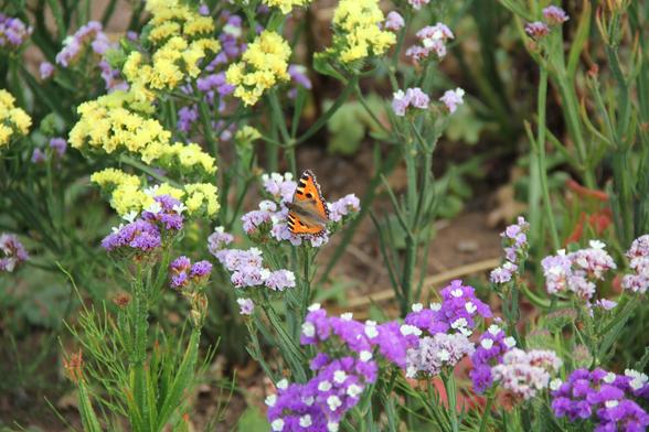 Ein Schmetterling Tigerauge