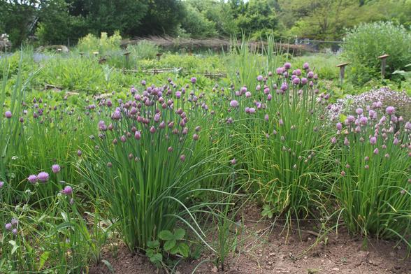 lila blühender Schnittlauch im Schaugarten