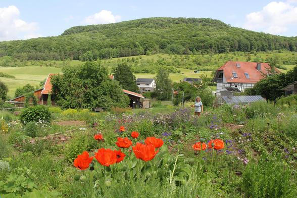 blühender Klatschmohn, im Hintergrund ist der Schaugarten mit Gärtnerin zu sehen