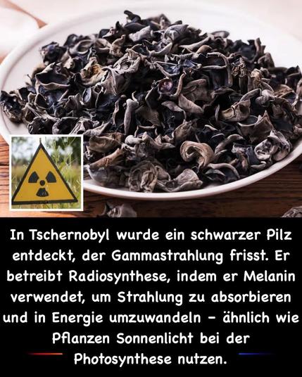 
In Tschernobyl wurde ein schwarzer Pilz
entdeckt, der Gammastrahlung frisst. Er
betreibt Radiosynthese, indem er Melanin
verwendet, um Strahlung zu absorbieren
und in Energie umzuwandeln - ähnlich wie
Pflanzen Sonnenlicht bei der
Photosynthese nutzen.
