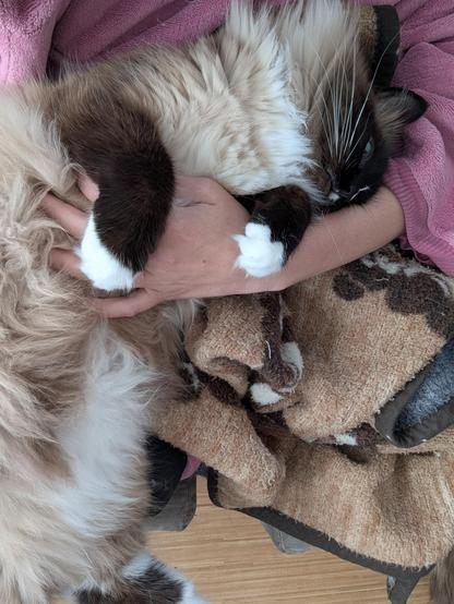 Snuggling with my cat Basil with a blanket on the couch