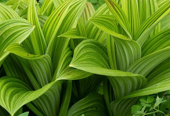 close up of the curves of heavily ridged leaves of an intensely green young veratrum plant
