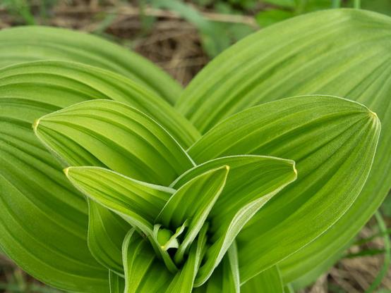 close up of the curves of heavily ridged leaves of an intensely green young veratrum plant