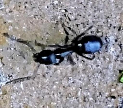 Une fourmi noire