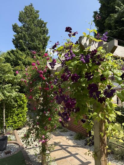 A garden scene featuring vibrant purple and pink flowers climbing trellises, surrounded by lush greenery and trees under a clear blue sky. Pathway made of stone leads through the garden.