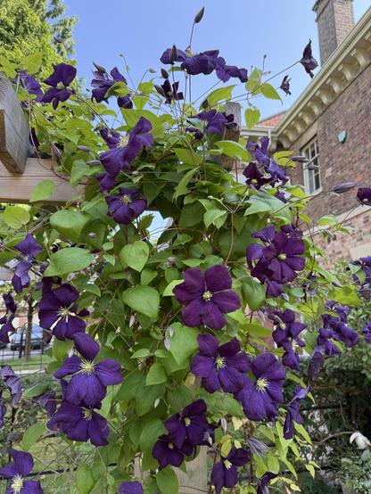 A vibrant display of purple clematis flowers intertwined with green foliage against a clear blue sky. The background features a brick building, adding to the garden atmosphere.