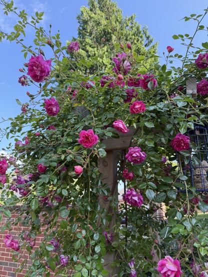 A lush display of vibrant pink roses cascades over a wooden trellis, surrounded by green leaves. In the background, a tall evergreen tree and a clear blue sky are visible.