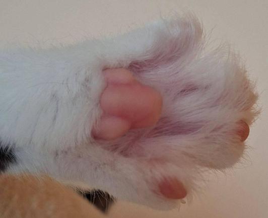 Spready, hairy pink cat toes