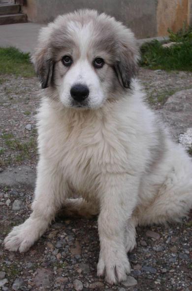 Montagne des Pyrénées à 2 mois. Une vraie peluche (mais ce n'en est pas une a ne pas confondre) je vous conseille de prendre un chien du sexe opposé aux vôtres et de finir de le sevrer les 2  dernières semaines , pour qu'il vous prenne pour sa mère (où son père). D'avoir beaucoup de terrain, d'espace et pas de promiscuité. Un chien fidèle, en toutes circonstances.✊🏼