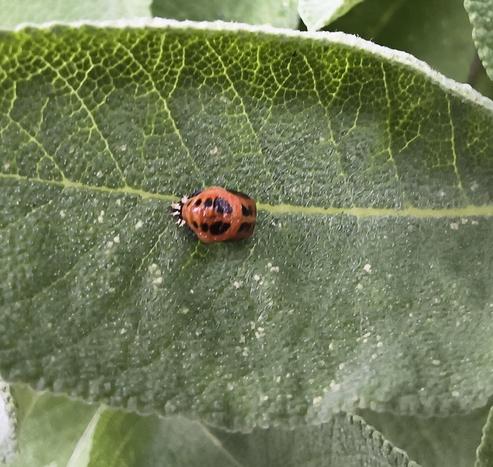 Pupae of an ladybird