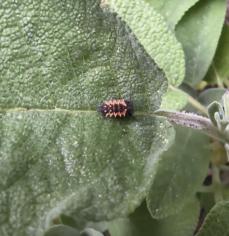 Larvae of an ladybird