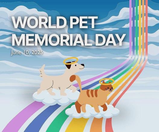 illustration for "World Pet Memorial Day" on June 10, 2025. It depicts a light brown dog and an orange cat, both wearing halos, walking on separate white clouds. These clouds are positioned on a vibrant rainbow bridge that extends from the lower right corner upwards, disappearing into a light blue sky with white, wispy clouds.