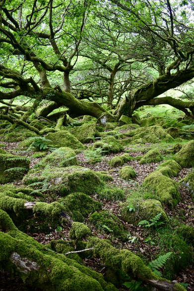 Recumbent oak in mossy woods