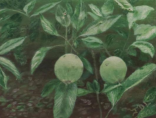 Painting of two young apples, side by side, on a tree. The foliage is green, and the apples are enjoying the morning sun