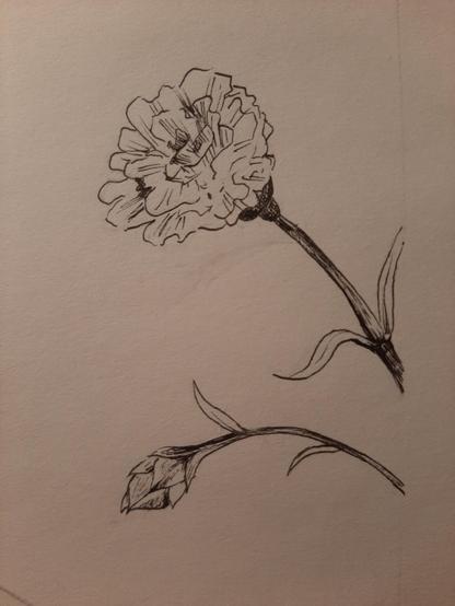 Black and white ink drawing of a bloomed carnation and a carnation bud below