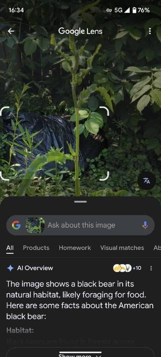 Sceenshot of Google Lens showing a photo of an urban plant with a trash bag in the background, around which a rectangle is highlighted. Below the photo:

"AI Overview:

The image shows a black bear in its natural habitat, likely foraging for food. Here are some facts about the American black bear"