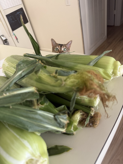 Bandit aching for corn