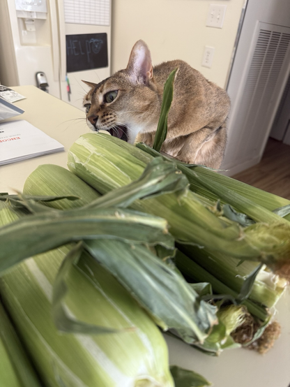 Bandit trying to steal corn