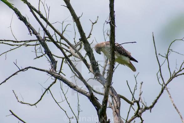 A red-tailed hawk perched on a tree branch, looking down.